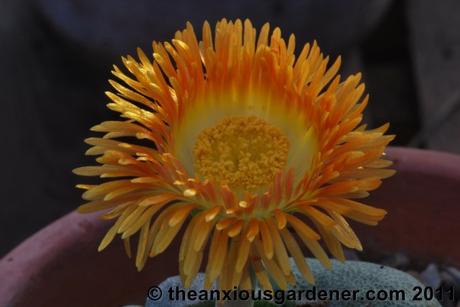 Priory Picture Post # 18