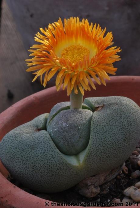 Priory Picture Post # 18