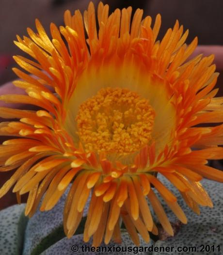 Priory Picture Post # 18