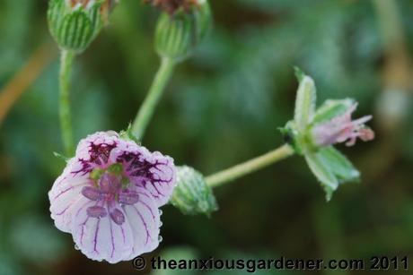 Priory Picture Post # 17