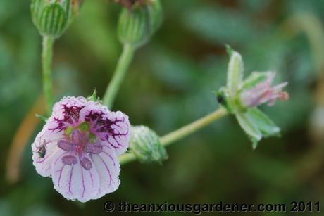 Priory Picture Post # 17