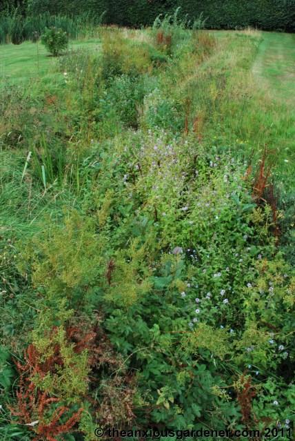 Snipping Amphibians …