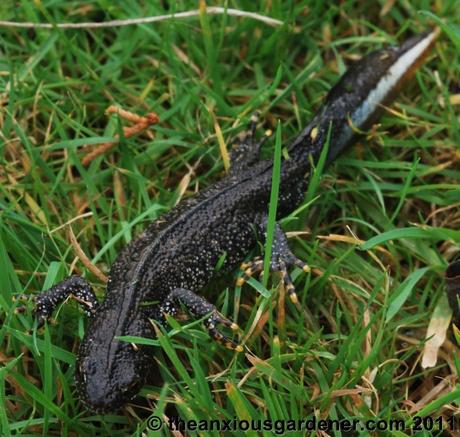 Snipping Amphibians …