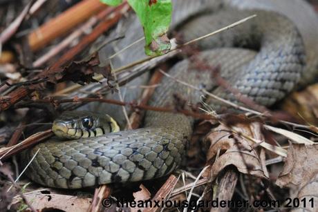 Snipping Amphibians …