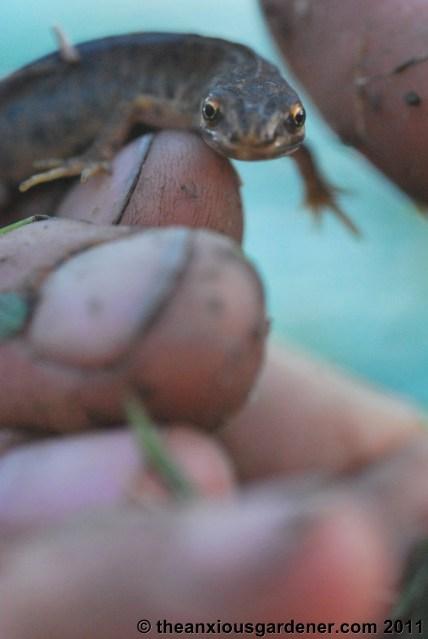 Snipping Amphibians …