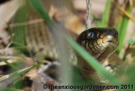 Snipping Amphibians …