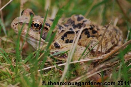 Snipping Amphibians …