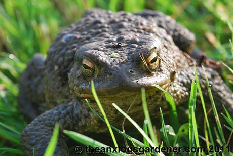 Snipping Amphibians …