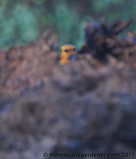 Priory Picture Post # 16