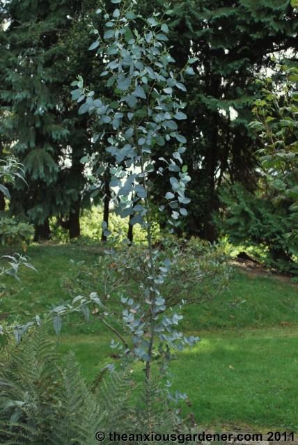 Sussex Eucalypts