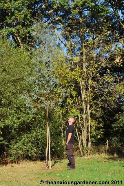 Sussex Eucalypts