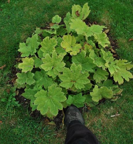 Gunnera manicata