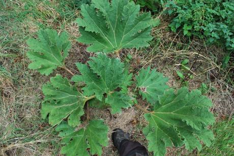 Gunnera manicata