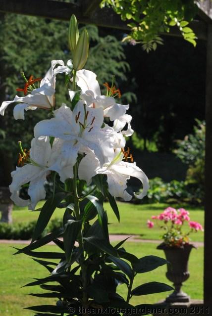 To Make A Gardener Anxious