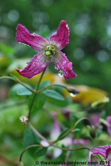 Priory Picture Post # 15