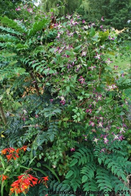 Priory Picture Post # 15