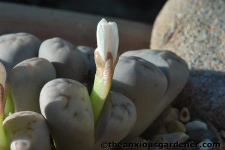 Flowering Stones