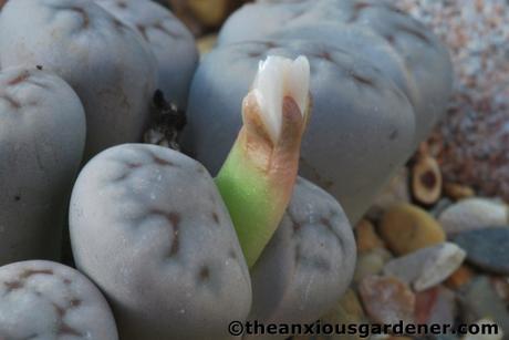 Flowering Stones