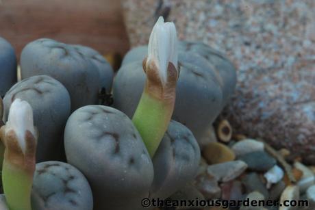 Flowering Stones