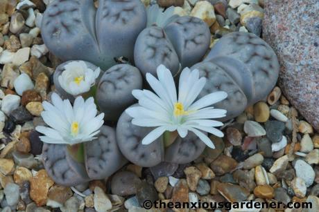 Flowering Stones