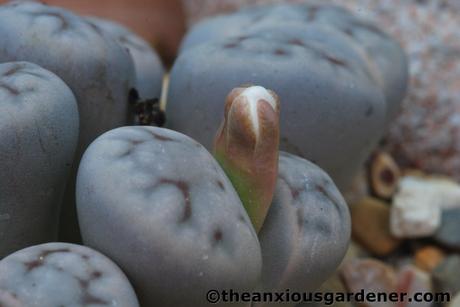 Flowering Stones