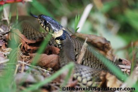 Grass Snake