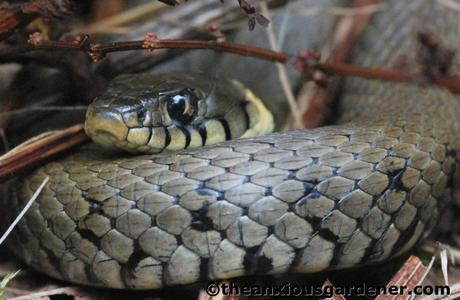 Grass Snake