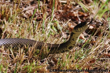 Grass Snake