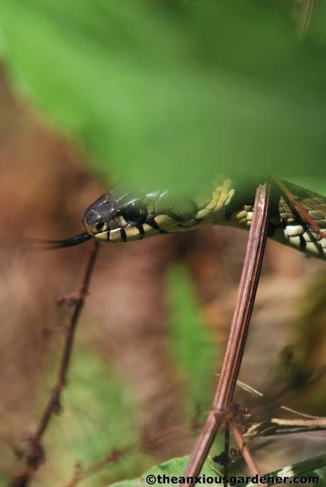 Grass Snake