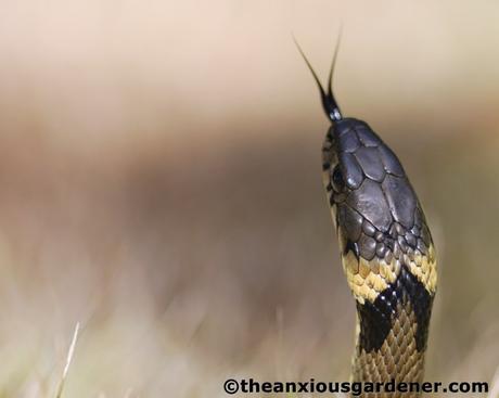 Grass Snake