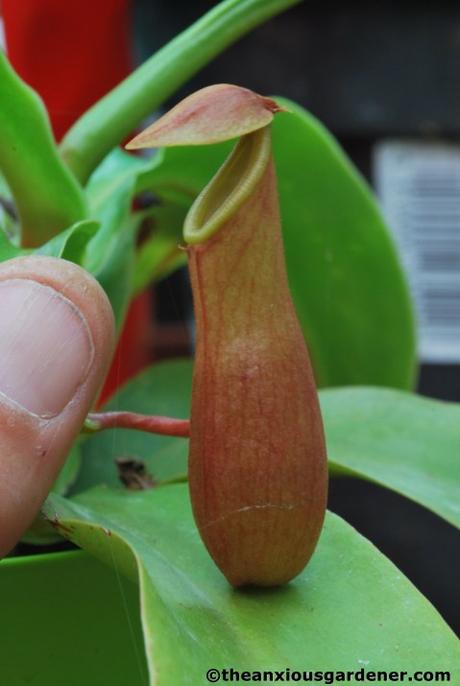 Priory Picture Post # 12