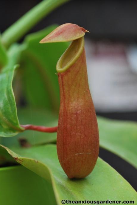 Priory Picture Post # 12