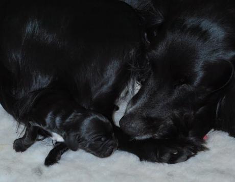 New Life and Poppy’s Triumph