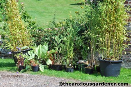 A Backlog of Plants