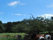 Margaret’s Cows