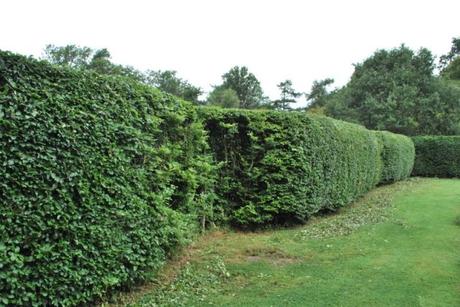 The Beech Hedging