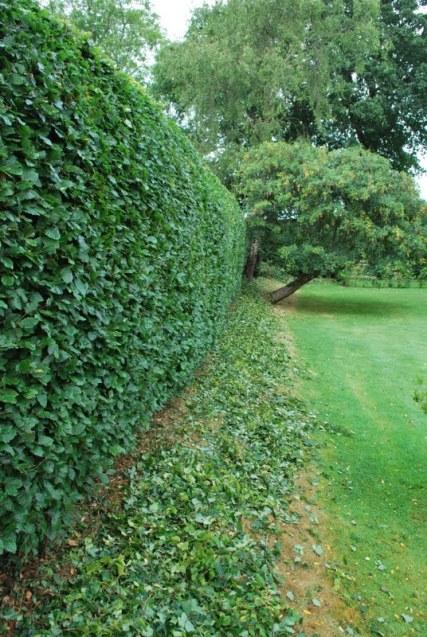 The Beech Hedging
