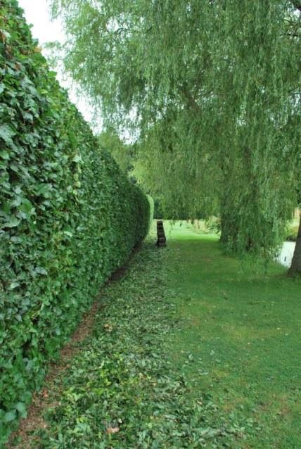 The Beech Hedging