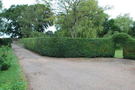 The Beech Hedging