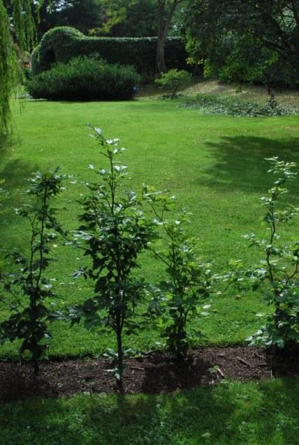 The Beech Hedging