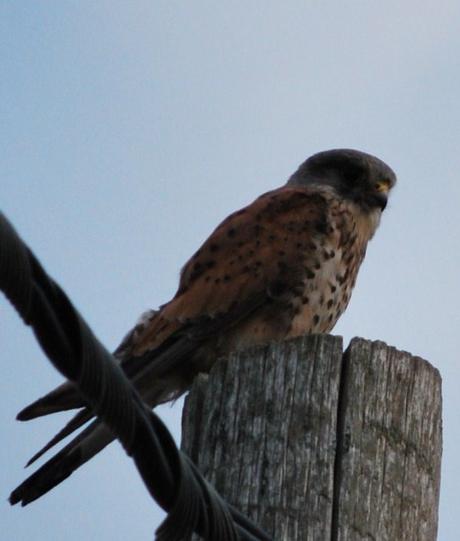 Priory Picture Post # 11