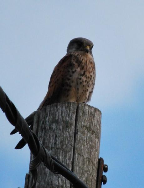 Priory Picture Post # 11