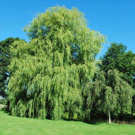 Help Needed. Apply Within.