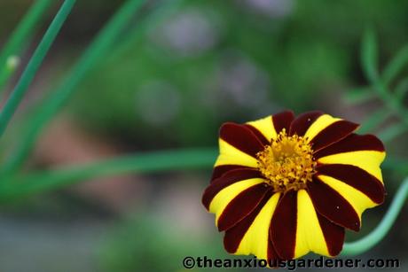 Priory Picture Post # 10