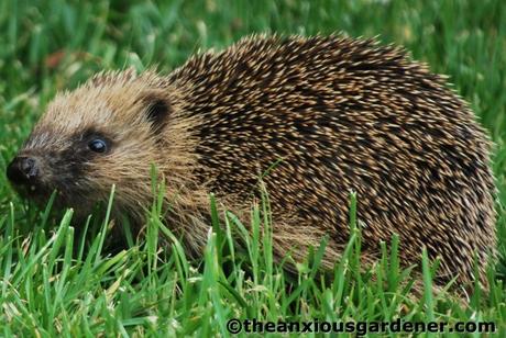 Hog In The Hedge