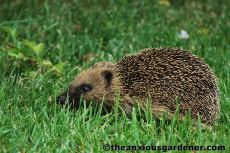 Hog In The Hedge
