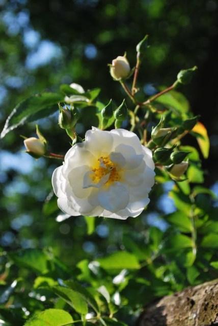 A Walk About The Priory