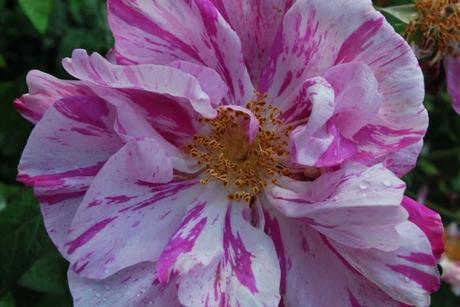 A Walk About The Priory