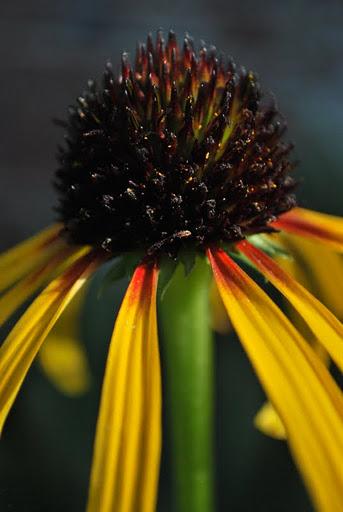 A Walk About The Priory