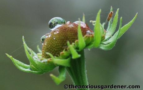 Priory Picture Post # 9